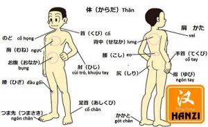 Bộ phận cơ thể người tiếng Trung Từ vựng cơ bản