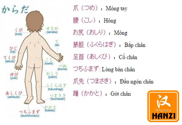 Bộ phận cơ thể người tiếng Trung  Từ vựng cơ bản